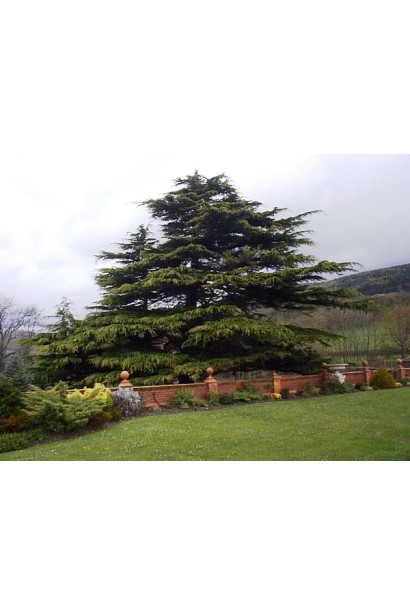 Кедр ліванський